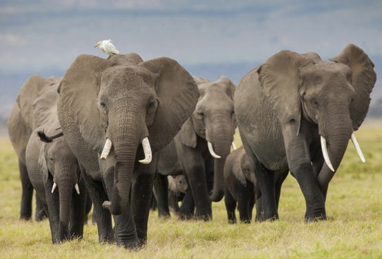 A group of savanna elephants (Loxodonta africana) in Amboseli National Park, Kenya
(Photo Credit: Alex Hofford/WildAid)