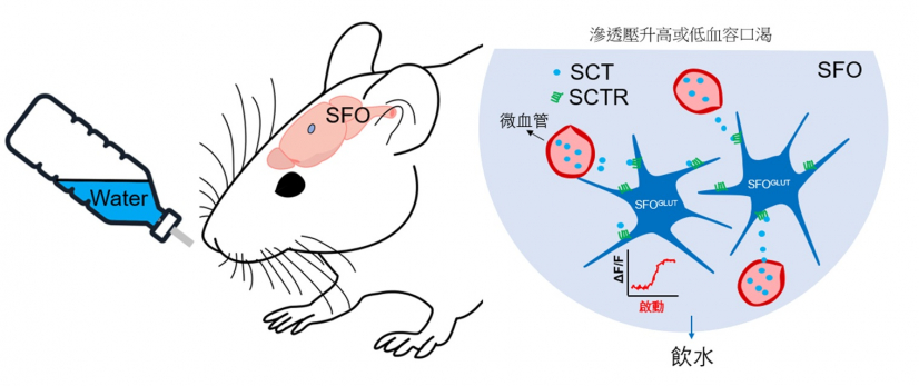 在滲透壓升高或低血容導致的口渴感覺下，胰泌素受體會調節大腦穹窿下器中的興奮性神經元, 影響飲水行為。圖片提供：張鳳偉博士