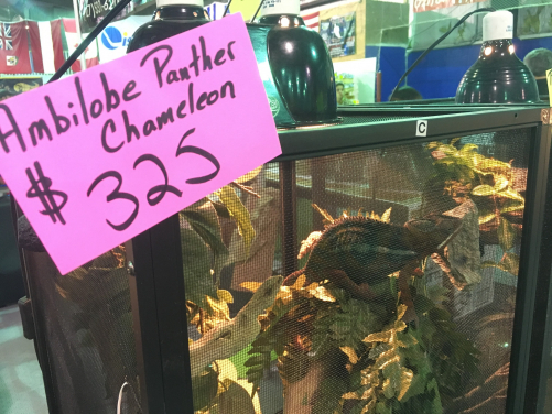 Image 3: A chameleon for sale in a shop, possibly taken from the wild. Photo courtesy of Julie Lockwood.
 