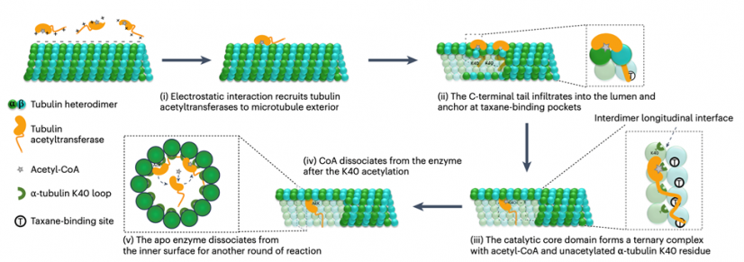 Schematic illustrating a stepwise model for tubulin acetyltransferases to enter the lumen and catalyse the tubulin acetylation.