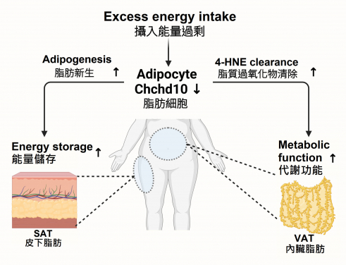 Downregulation of Chchd10 enhances fat formation and regulates antioxidant capacity, thereby reducing the risk of obesity and metabolic disorders induced by diet.