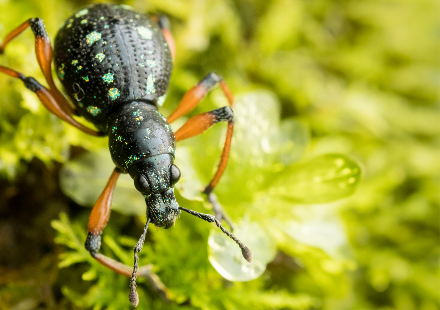 HKU Ecologists Lead International Effort to Understand Declining Insect Biodiversity in the Tropics